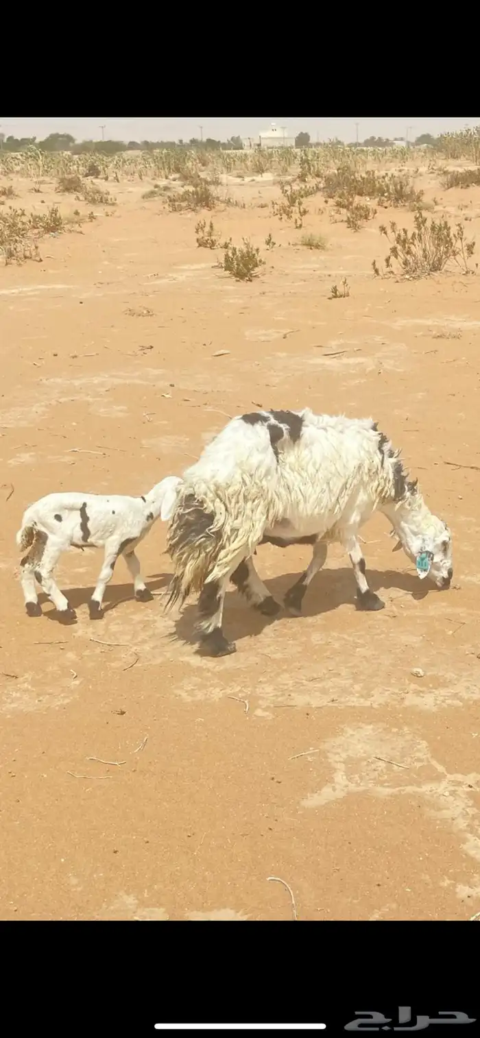 للبيع شياه متابيع وخروف فحل 1