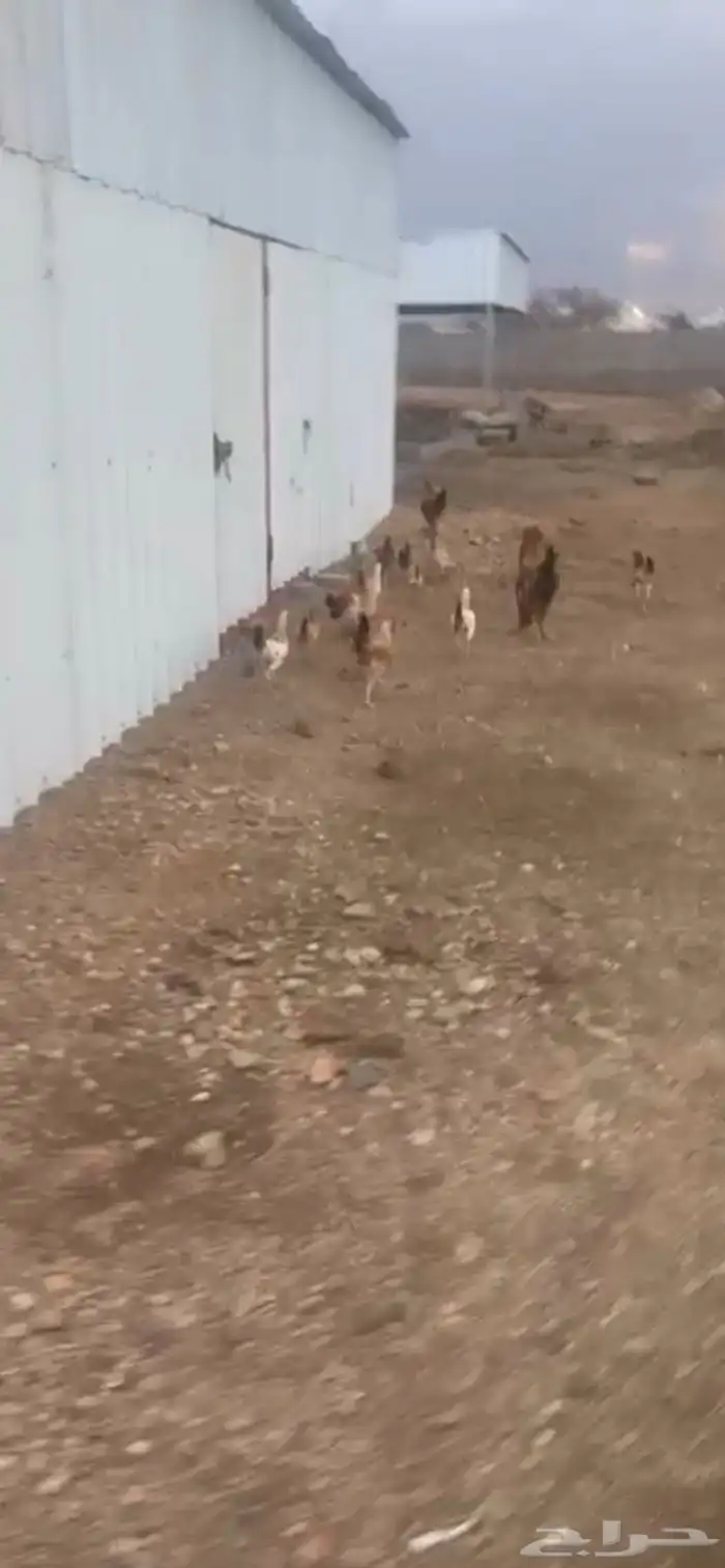 دجاج بلدي شرط 4