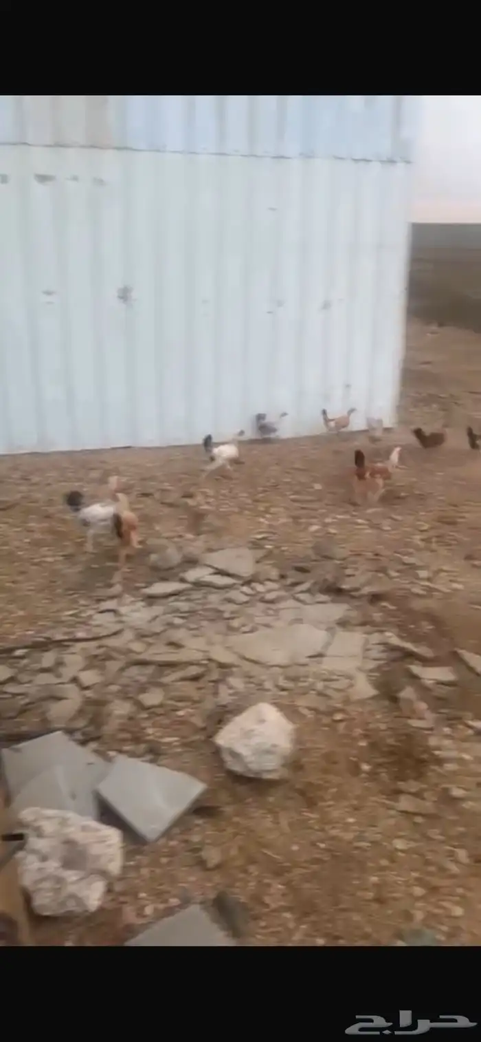 دجاج بلدي شرط 3
