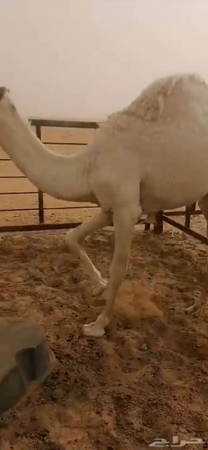 شمال ام الجماجم قعود عمره سنه وسته شهور طيب وسمين 0