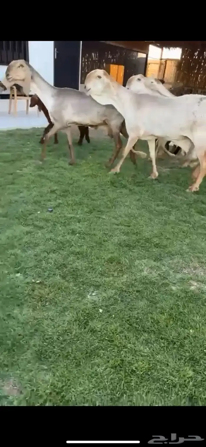 شياه سواكن مواليد كفوو(تم البيع) 0