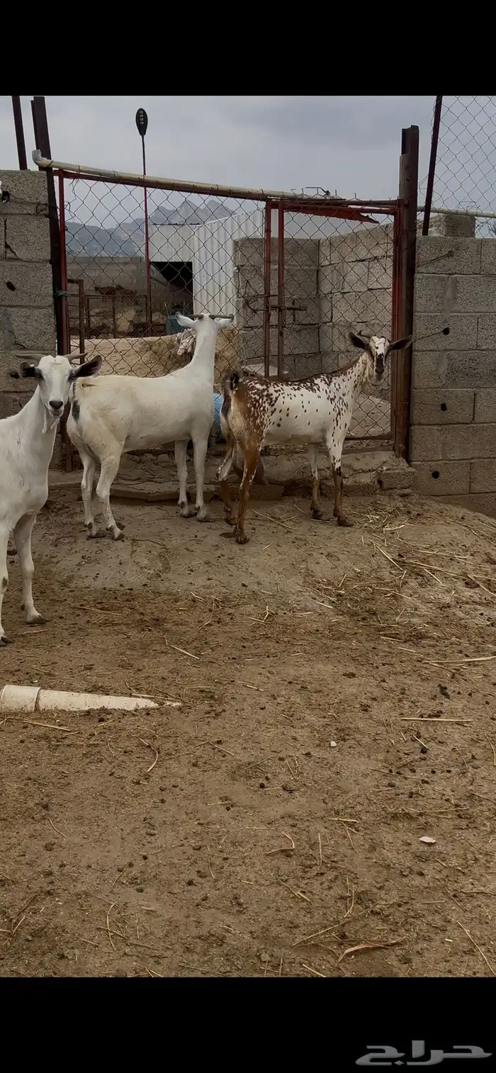 معزاء بيشيات صنف 5
