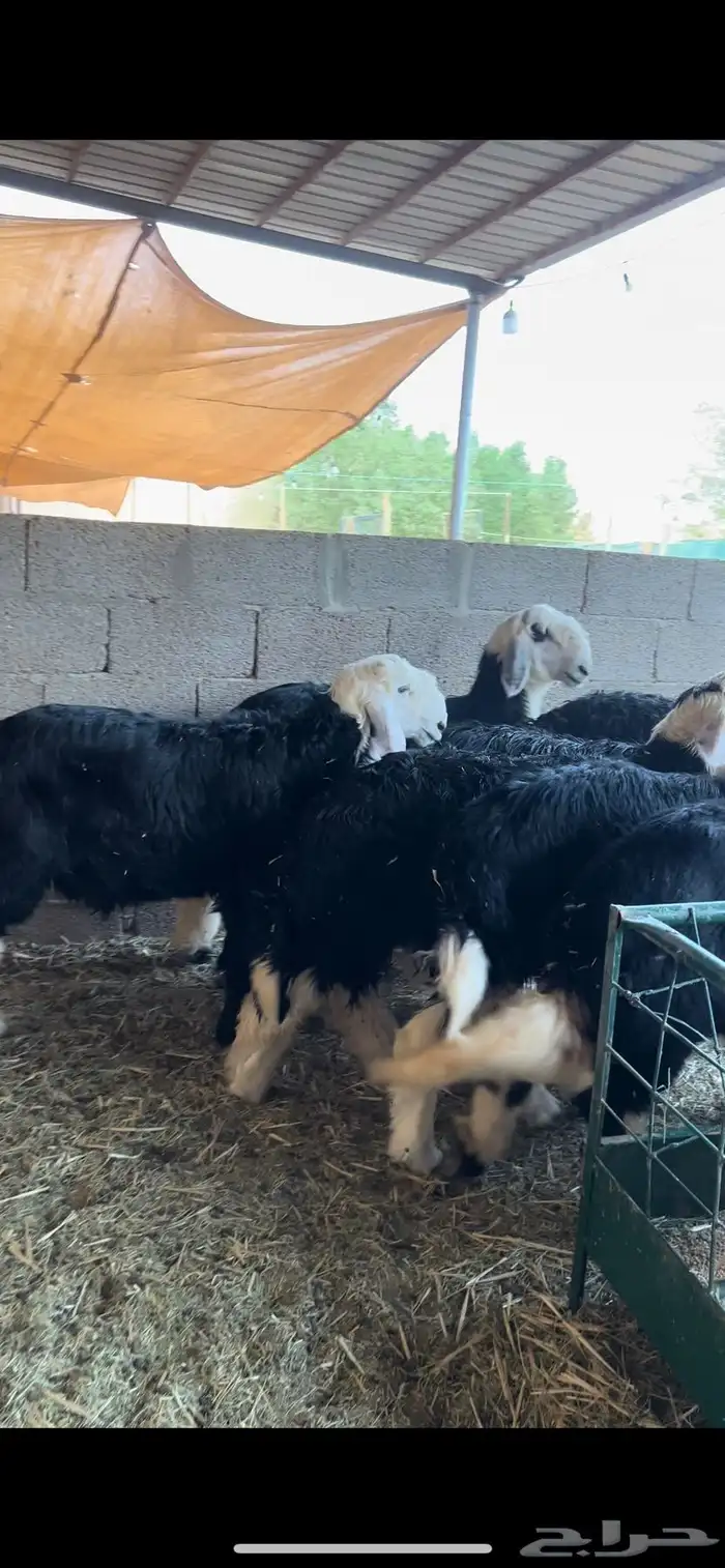 طليان نجد 3