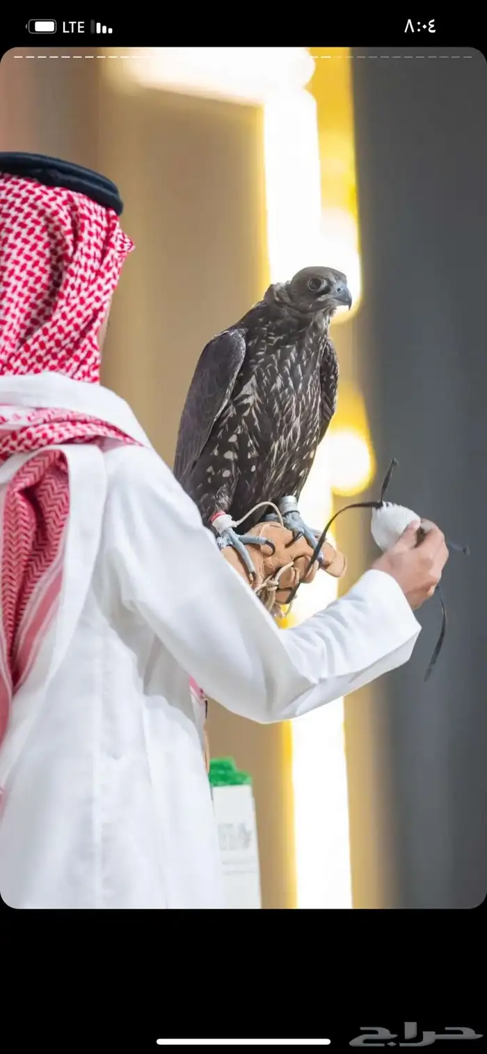 صقور للإيجار اليومي للتصوير 3