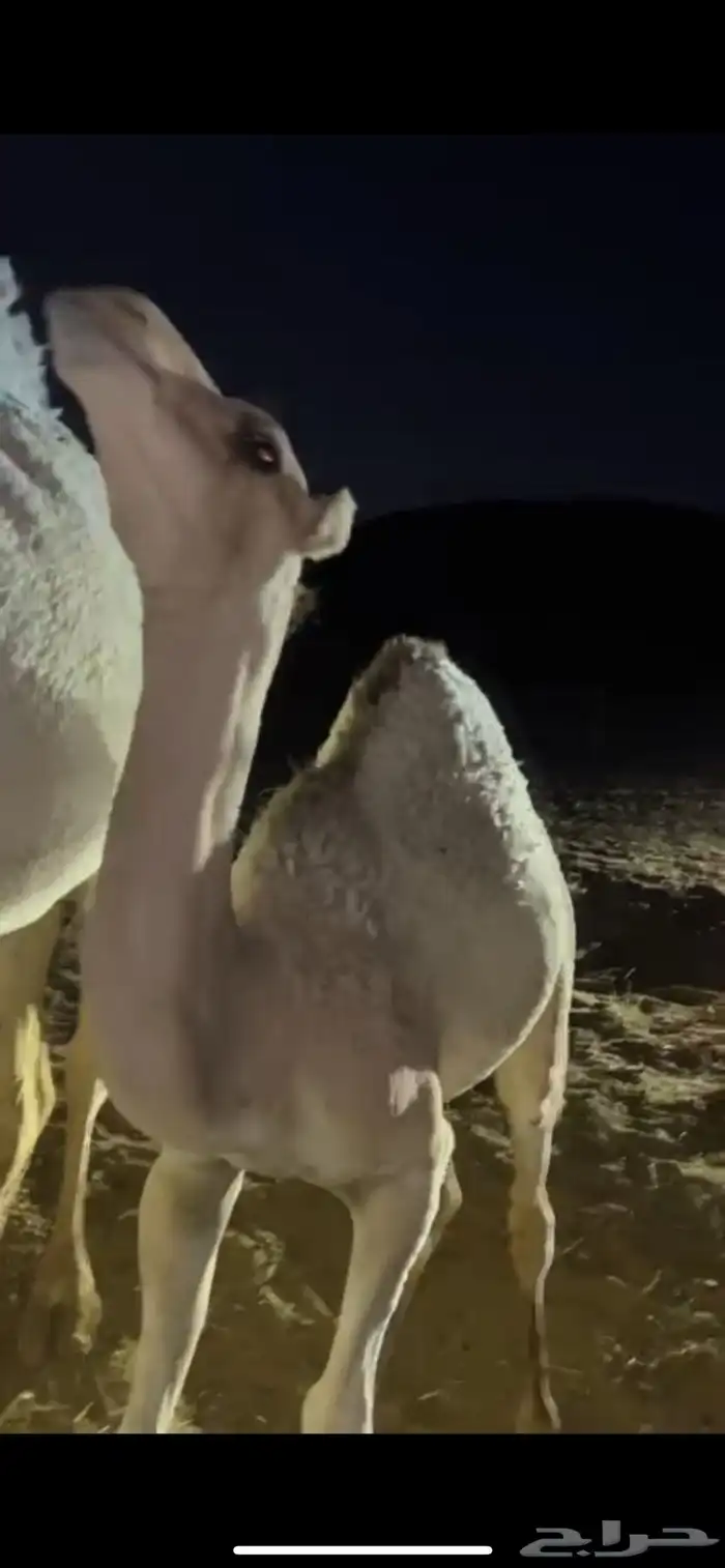 ناقه خلفه 0