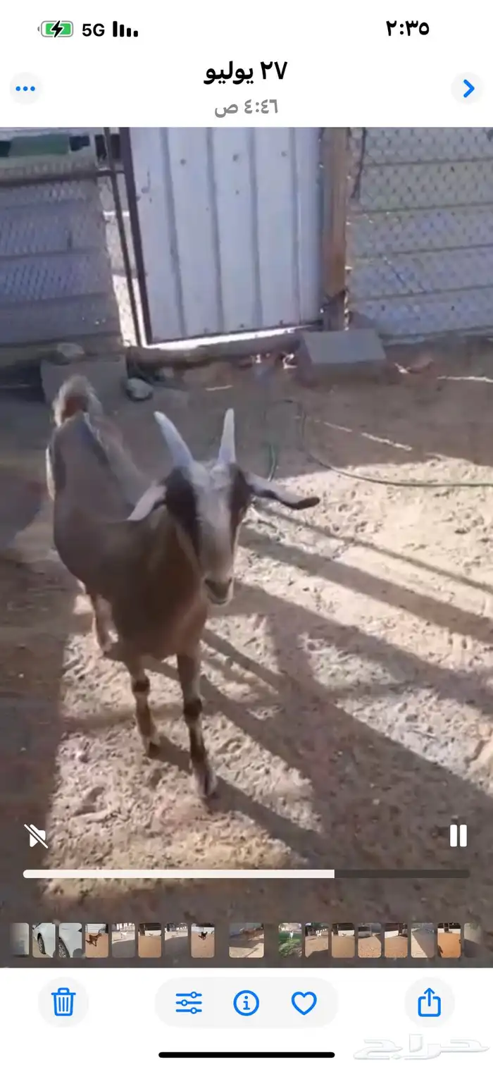 عنز مشروكه 1