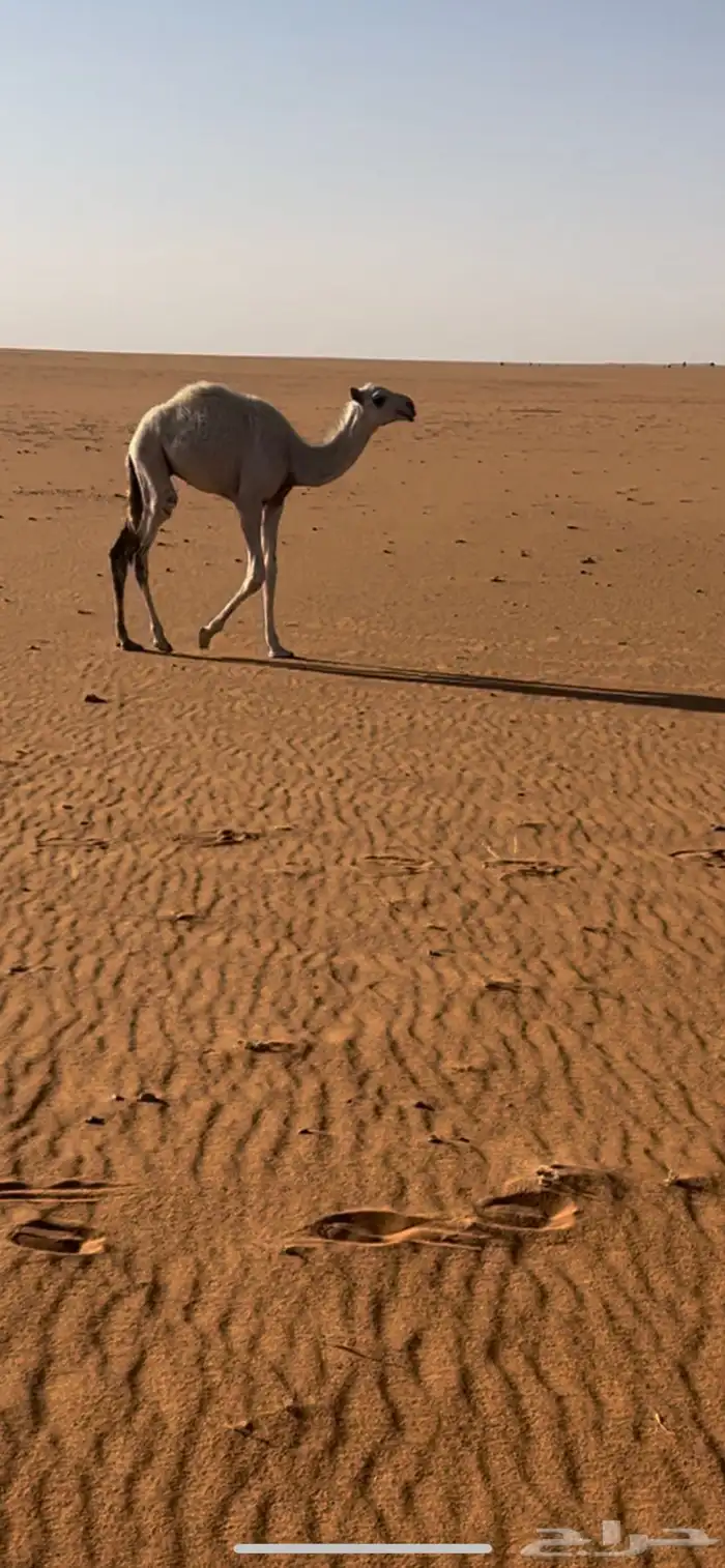 عشاير وضريبه 3