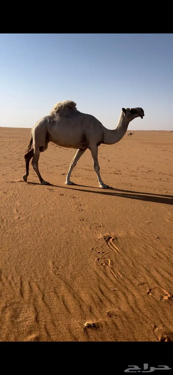 عشاير وضريبه 4