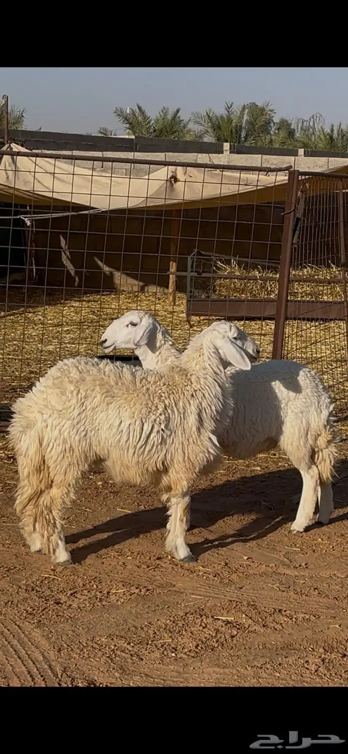 للبيع رخال حريات 2