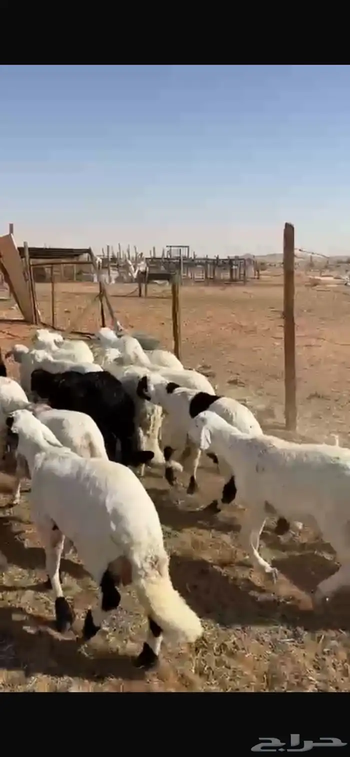 سواكن مرابي 2