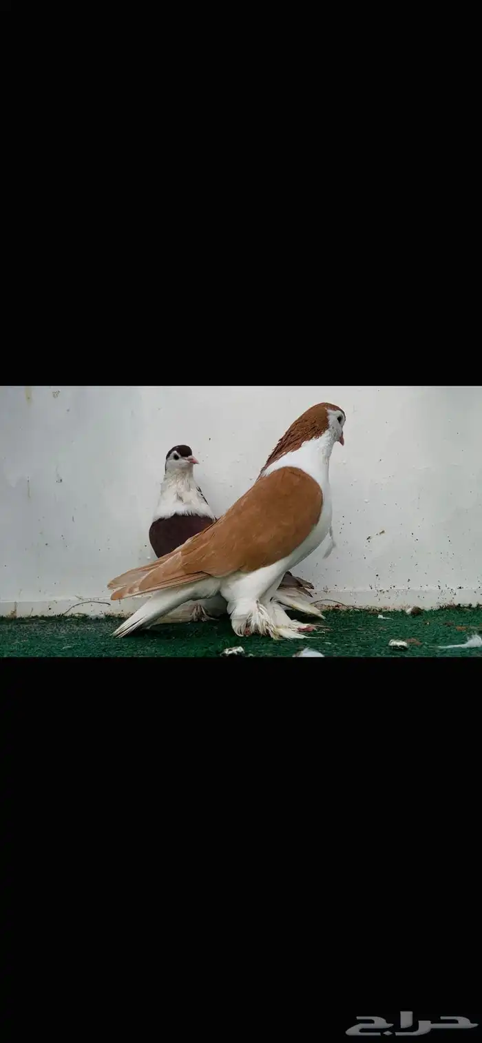 ازواج شيرازي للبيع 2