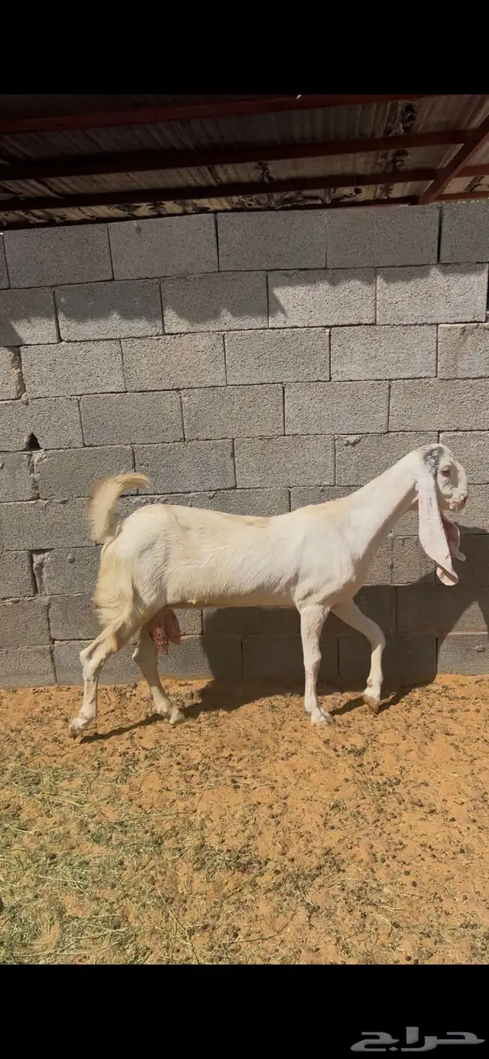 عنز هولندية بيضاء 0
