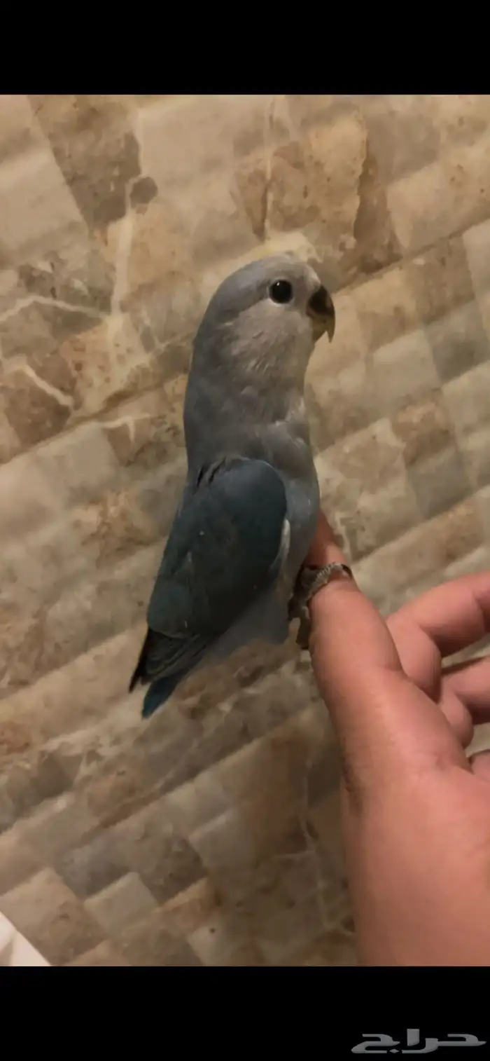 للبيع زوج روز منتج من قبل وموجود صور انتاجه 4