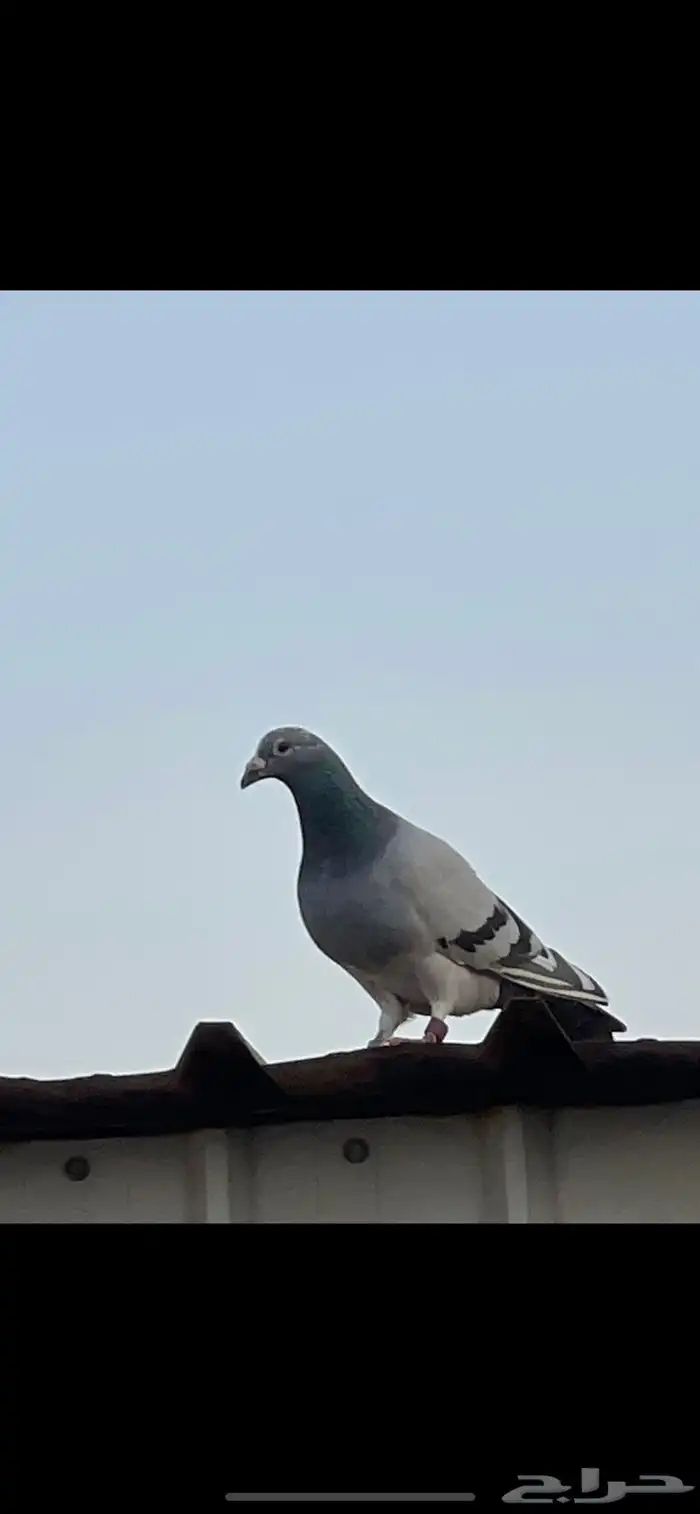 ذكرين زاجل 2