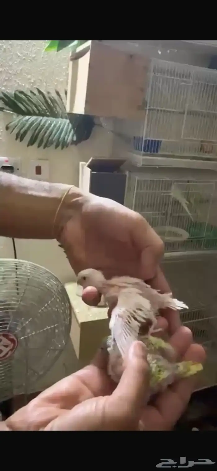 فرخين بادجي للبيع 1