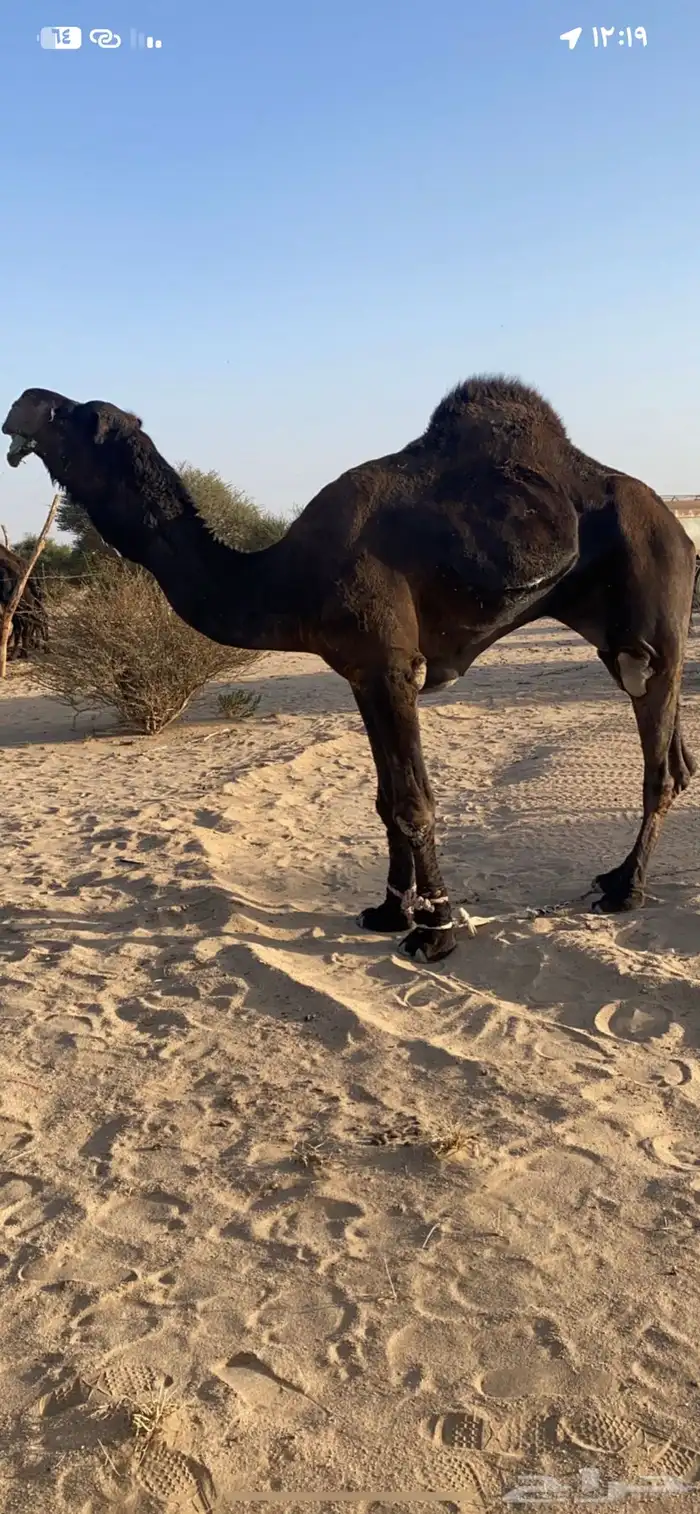 بعير على جميع شروط 0