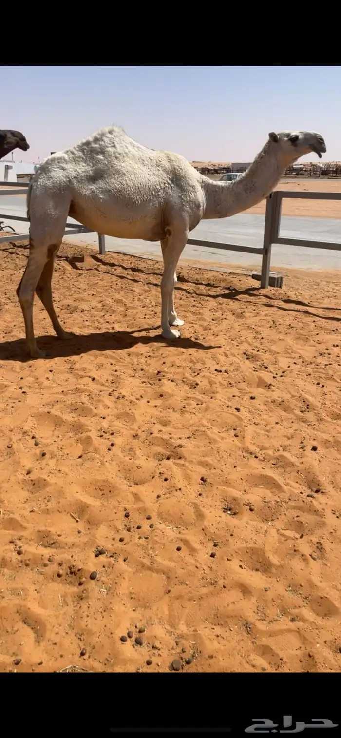بكره وضحا 1
