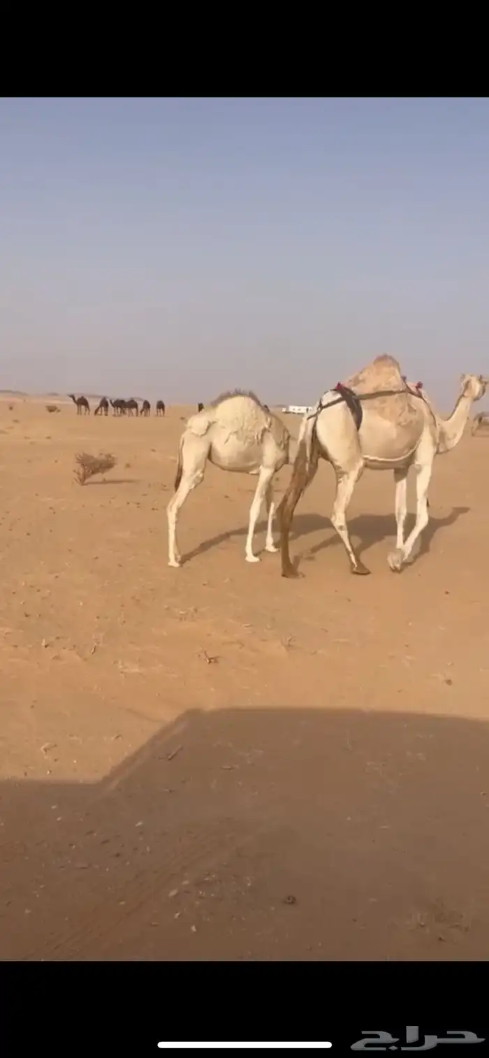 ابل 0