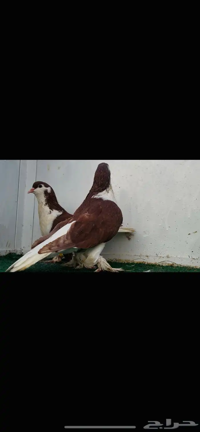 ازواج شيرازي للبيع 6