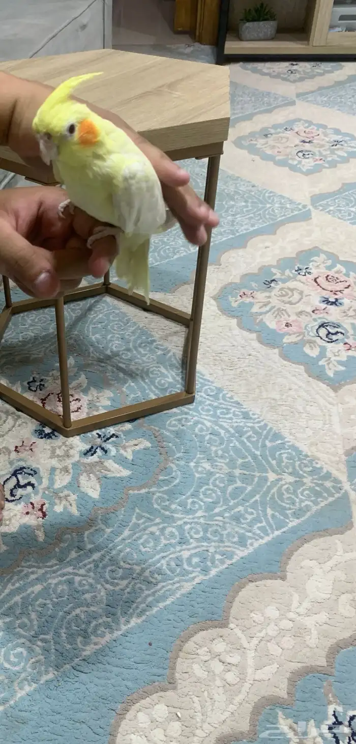 كروان اليف 0