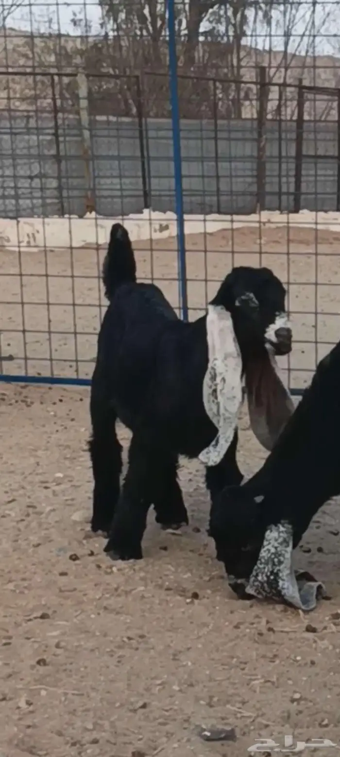 للبيع عنزين عوارض من العيار الثقيل 2