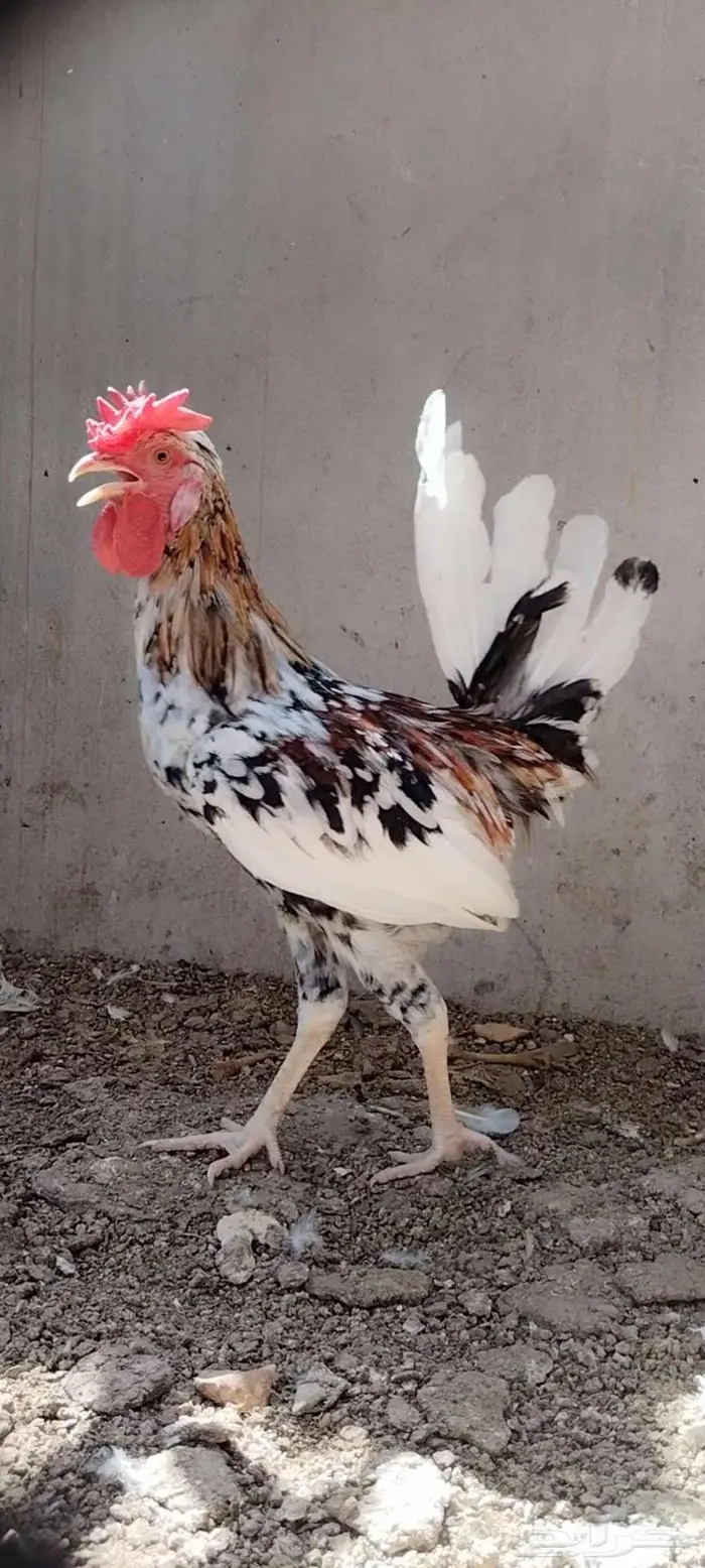 للبيع ذيك ترثه 2