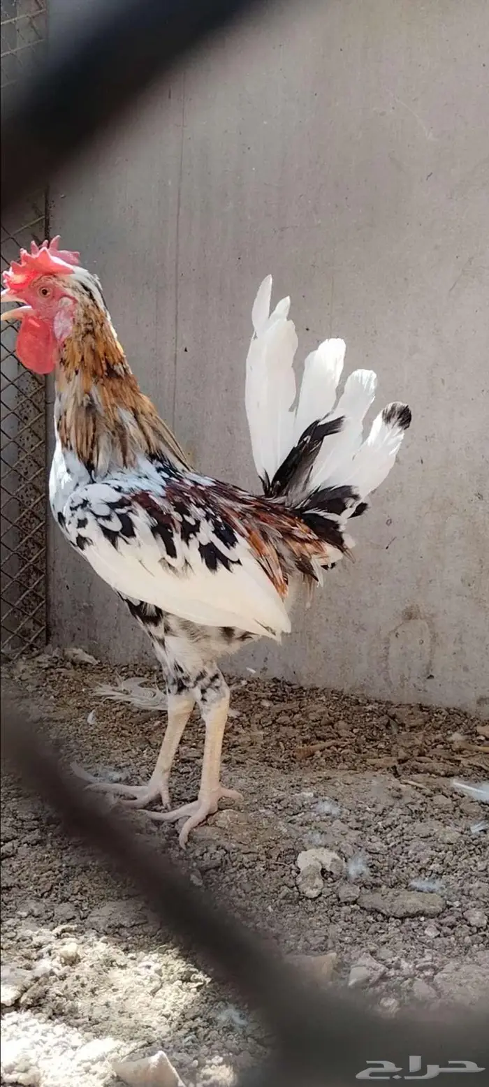 للبيع ذيك ترثه 0