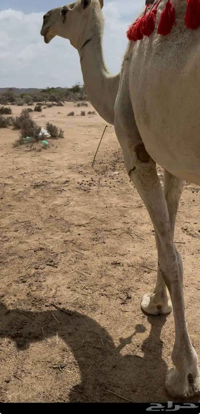 خلفه وضحا تحتها بكره حليبها سطل وناقه زين ومناح 3