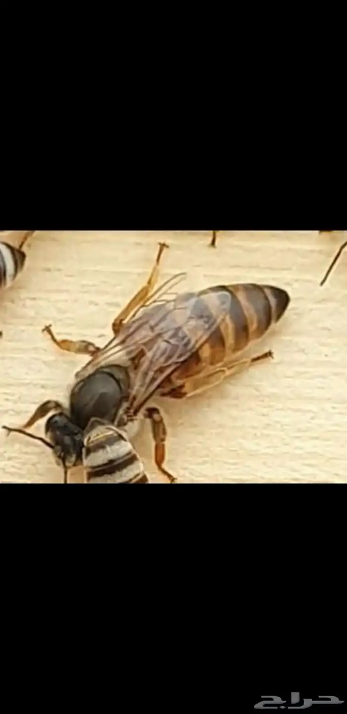 نحل مصرى 3