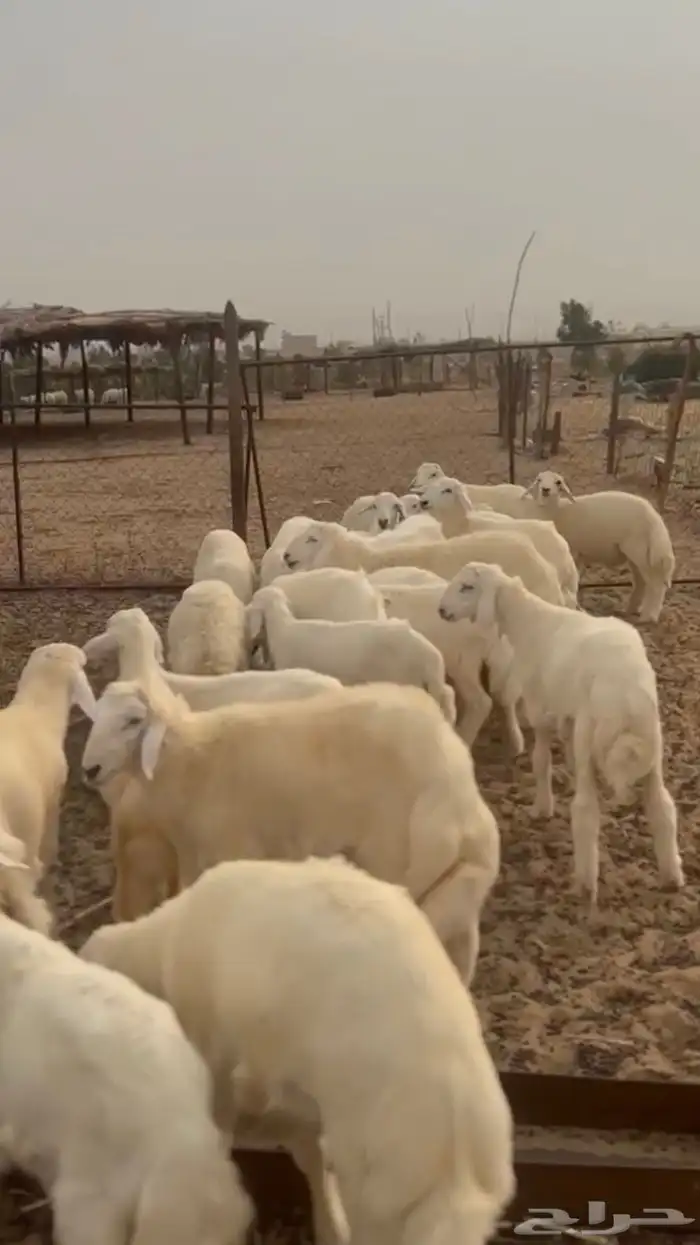 بهم تربية للبيع القنفذة . 0