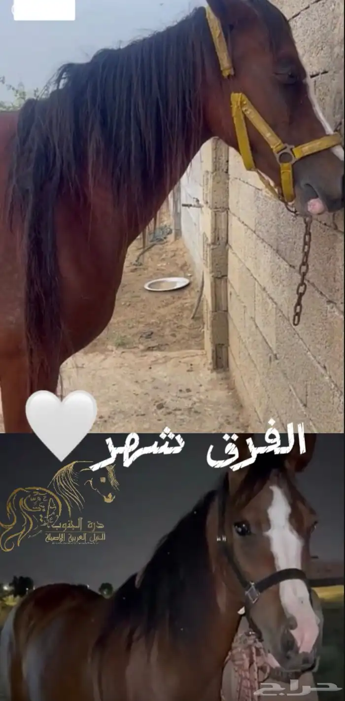 مربط درة الجنوب 5
