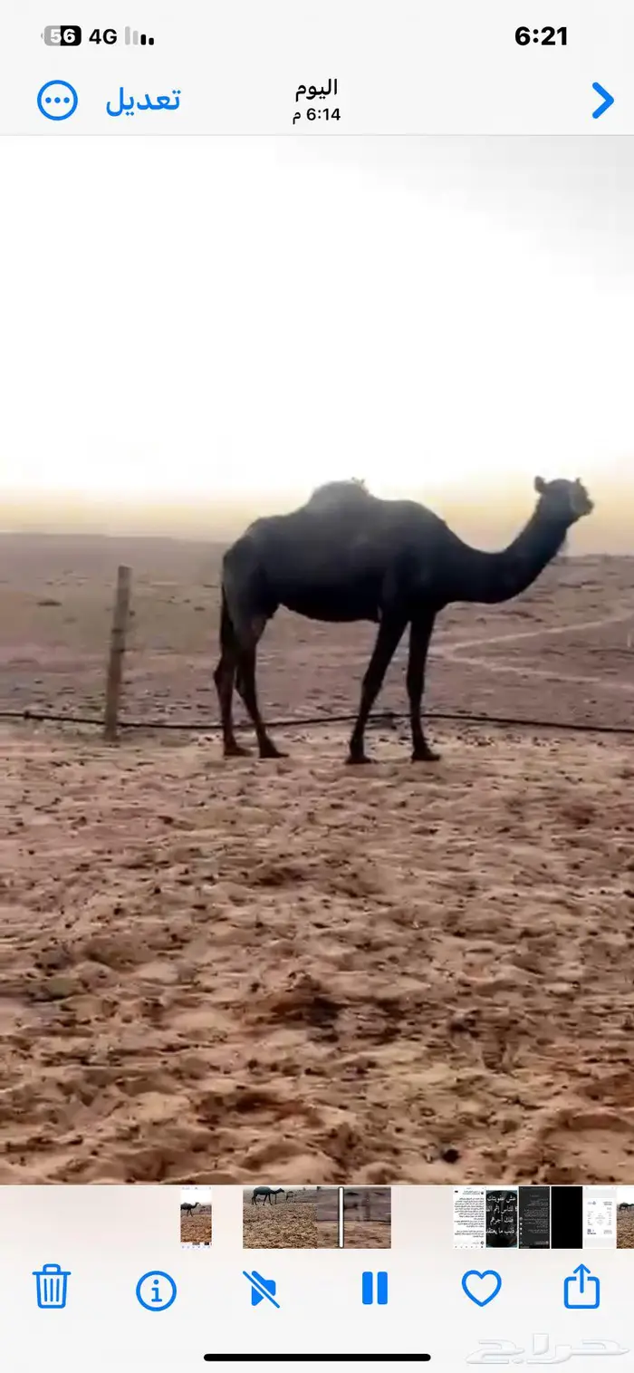 ناقه مع ولد 0