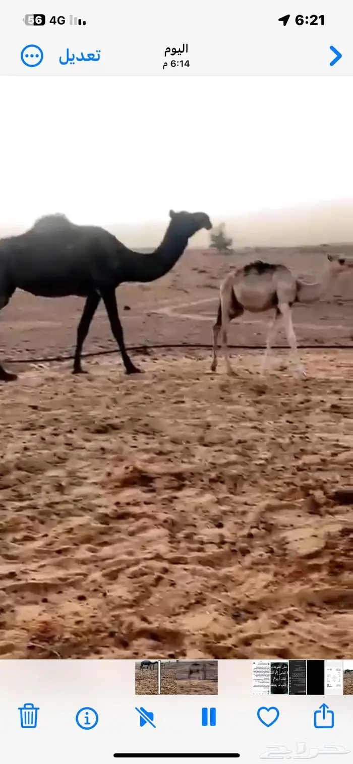 ناقه مع ولد 1