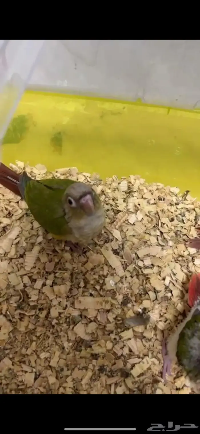 كنيور للبيع 0