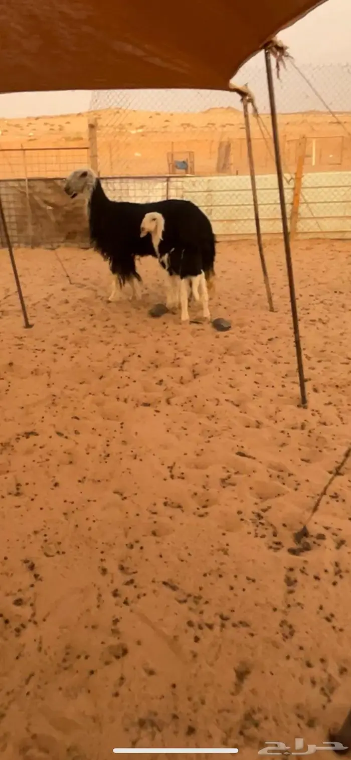 شاه نجديه متبع 1