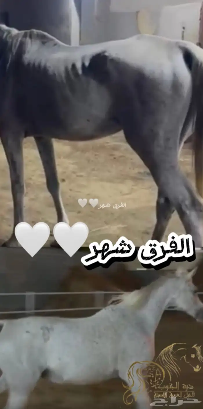 مربط درة الجنوب 6