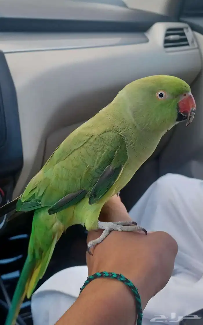 دره انثى اليفه 1