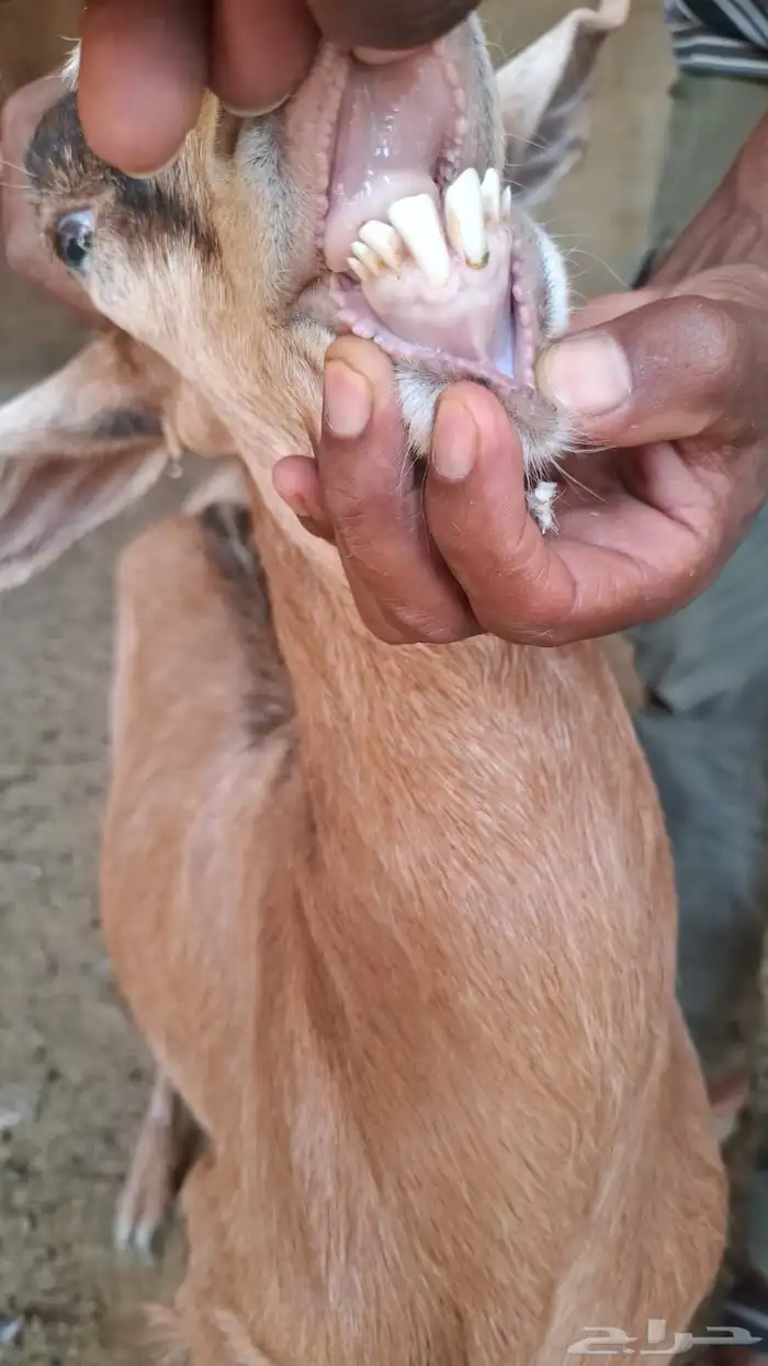 عنز مشروكه 0