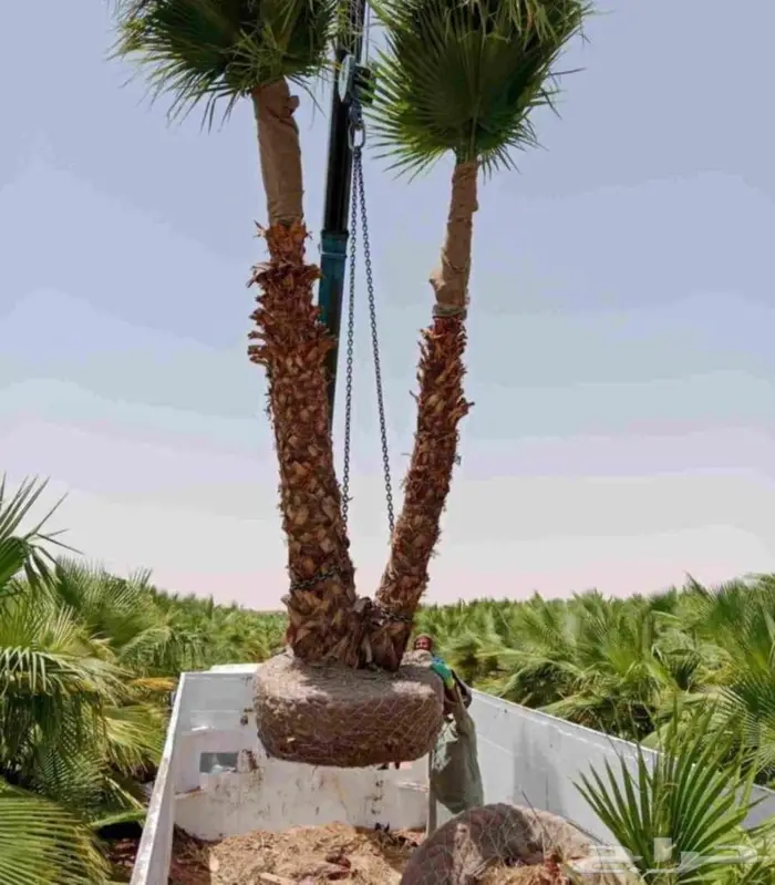 اشجار جهنميه الوان متعدده واحجام متوفر واشجار اخرى ونخل زينه 4