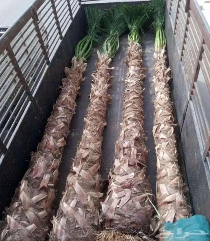 اشجار جهنميه الوان متعدده واحجام متوفر واشجار اخرى ونخل زينه 3