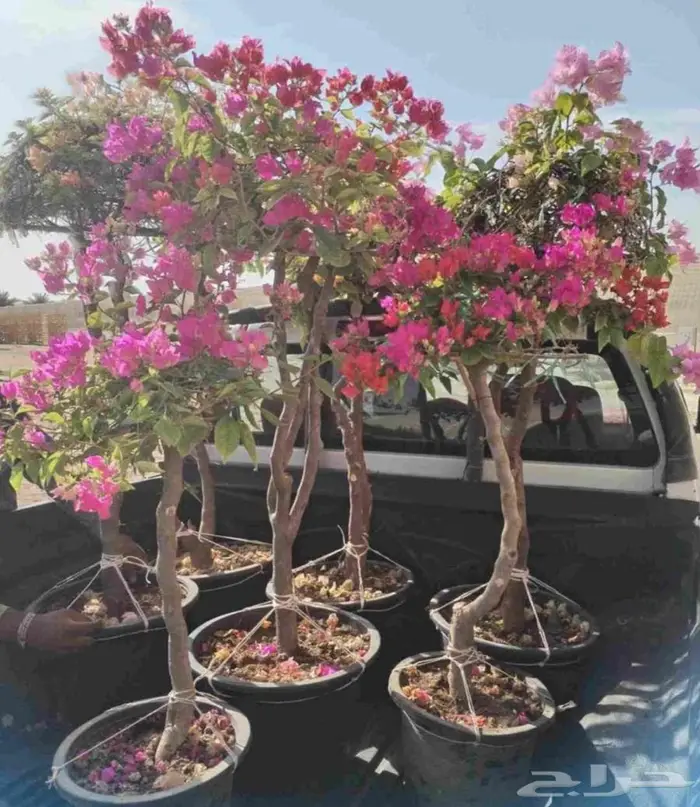 اشجار جهنميه الوان متعدده واحجام متوفر واشجار اخرى ونخل زينه 2