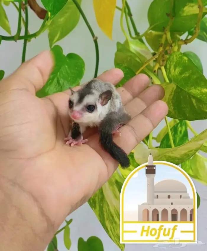 سنجاب شوقر قلايدر 0