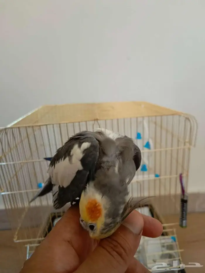 للبيع طير كروان أليف 2