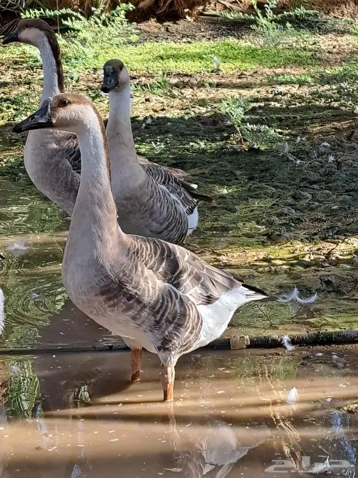 ذكور وز عراقي اصل 3