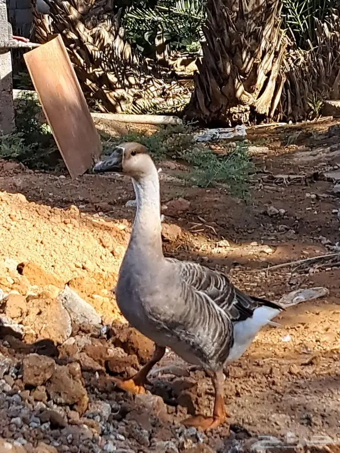 ذكور وز عراقي اصل 2