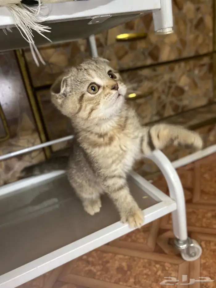 سكوتش فولد تايقر بيور للبيع 4