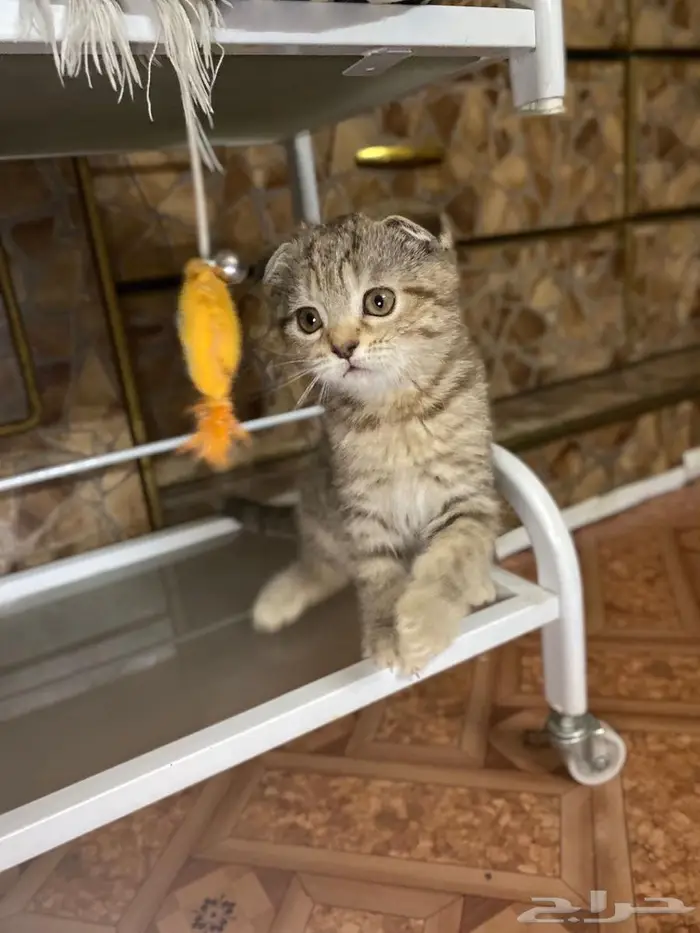 سكوتش فولد تايقر بيور للبيع 0