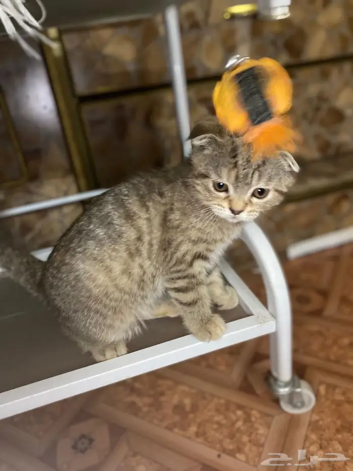 سكوتش فولد تايقر بيور للبيع 2