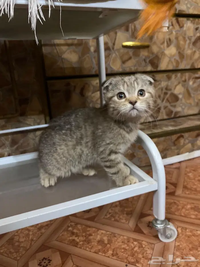 سكوتش فولد تايقر بيور للبيع 3