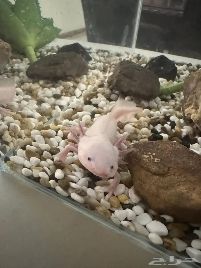 عفريت الماء اكسلوتل axolotl 0